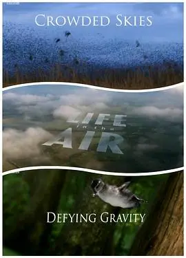 《空中生灵》：一场与鸟共舞的孤独之旅，探索人与自然的终极羁绊